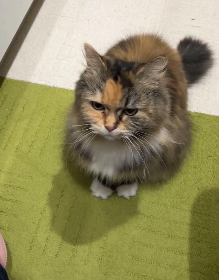 睨む猫
