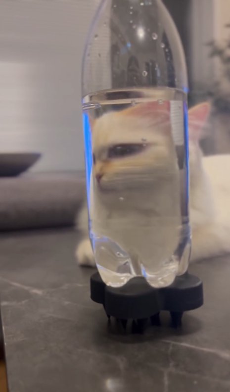 ペットボトル越しに左目が大きく見える猫