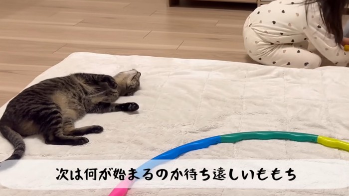 寝そべりながら待っている猫