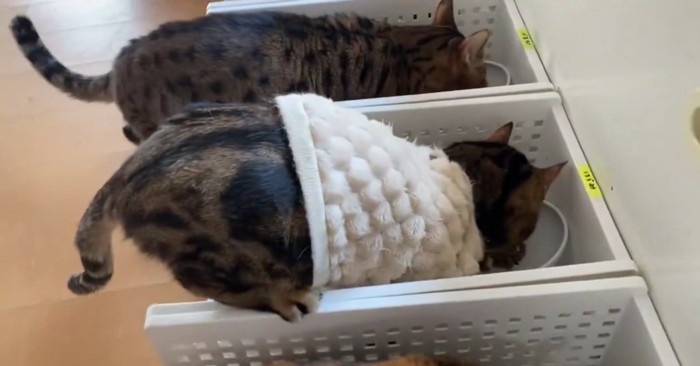 ごはんを食べる猫