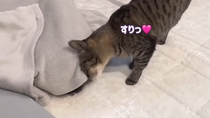 毛布にすりすりする猫