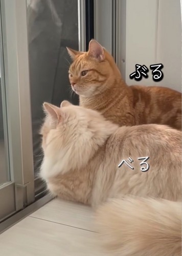 窓の外を眺める2匹の猫