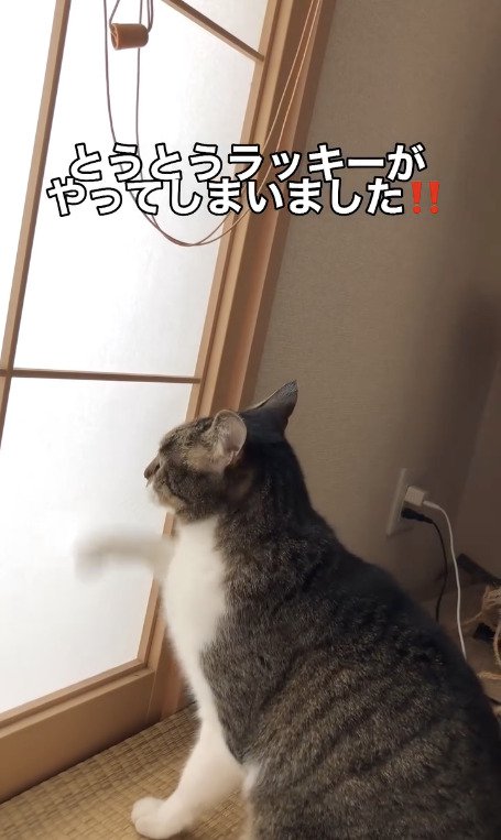 障子と戦う猫