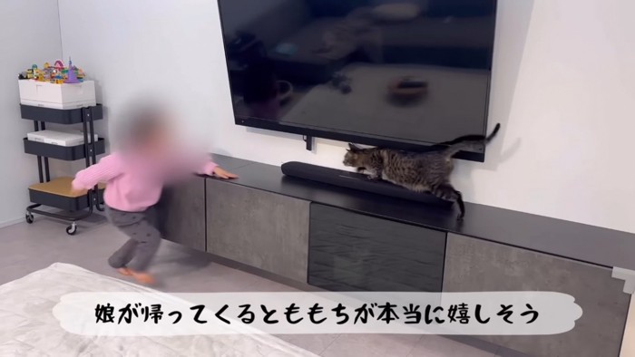 女の子と遊ぶキジトラ猫