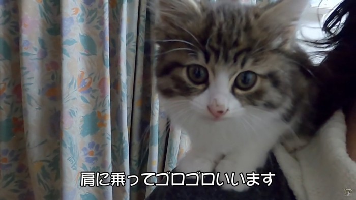 肩に乗る猫