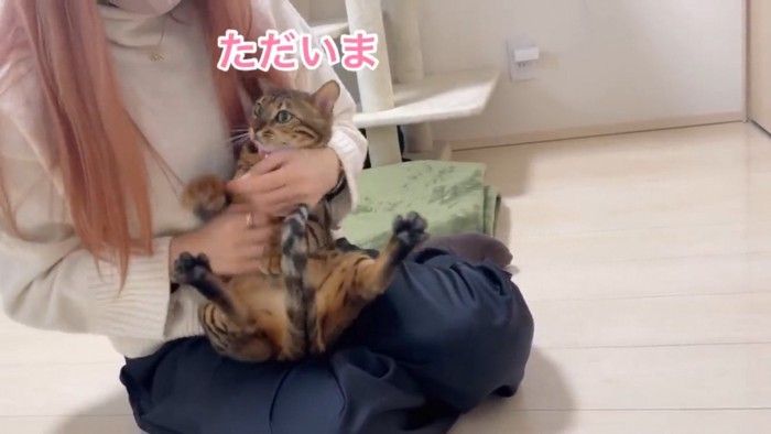 膝の上でで抱っこされる猫