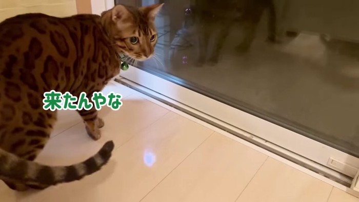 窓際にいる緑色の首輪の猫