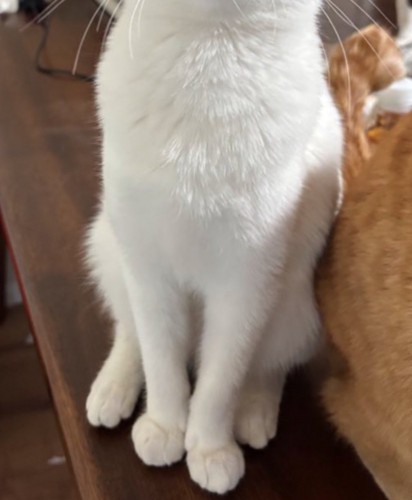 ふっくらした体