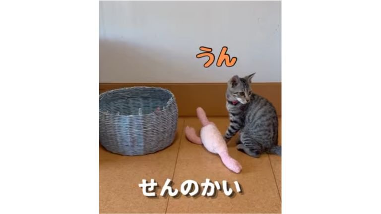 猫とおもちゃ