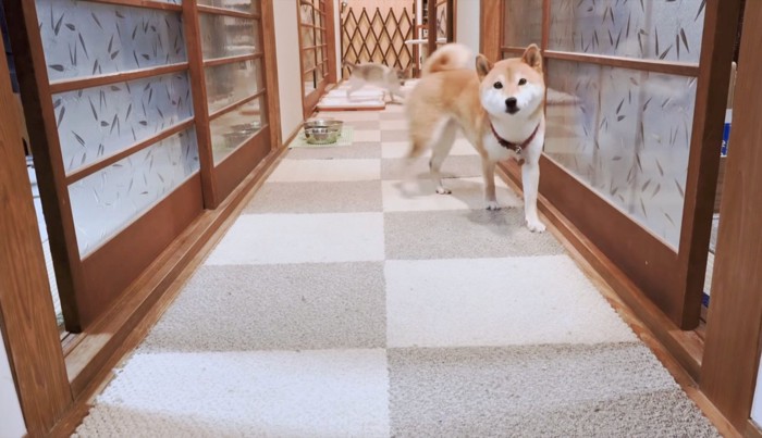 ボールを追いかける小太郎くんと止まるヤトちゃん