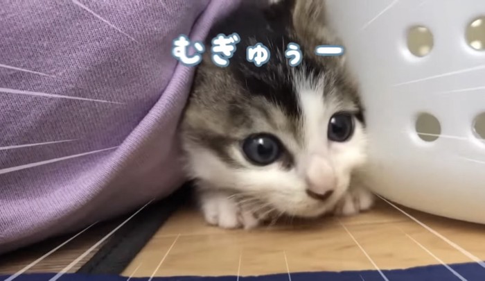 隙間から顔を出すきゅっきゅちゃん