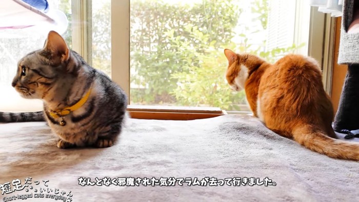 2匹の猫