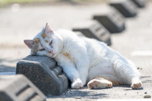 縁石に顔を乗せる猫