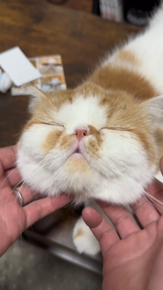 マッサージされる猫さん