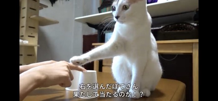 指にお手をする猫