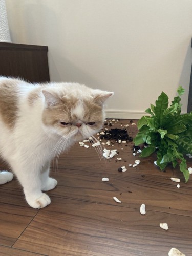 倒れた植物の横に立っている猫