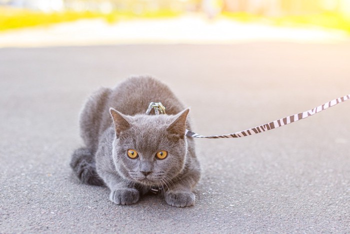 道路で固まる猫