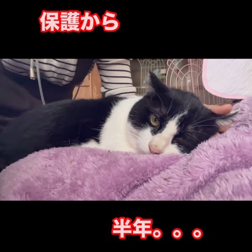 耳をなでられる猫