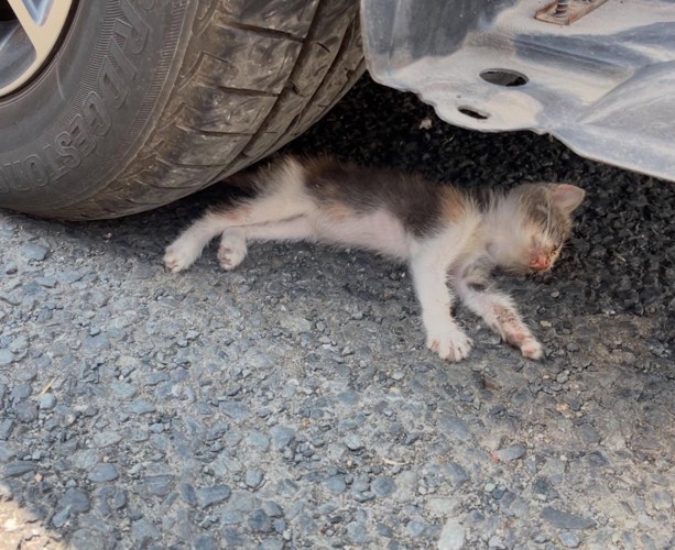 車の下で倒れている子猫