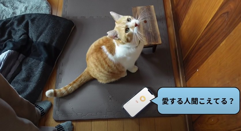 飼い主さんを見つめる猫