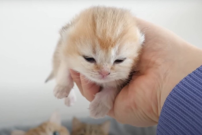 抱っこされる子猫