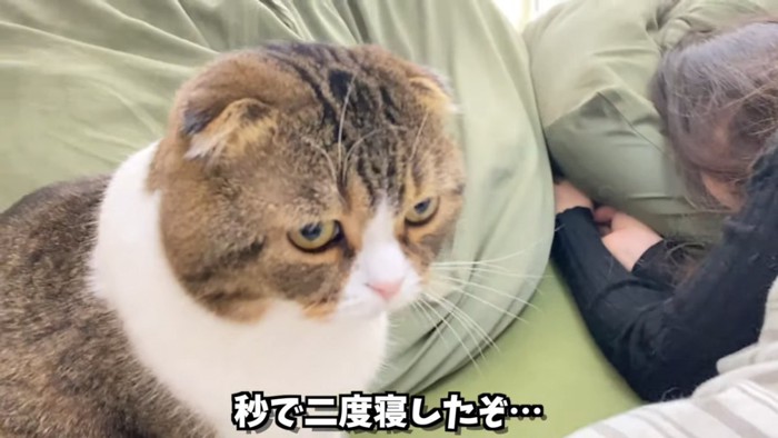 怖い顔の猫