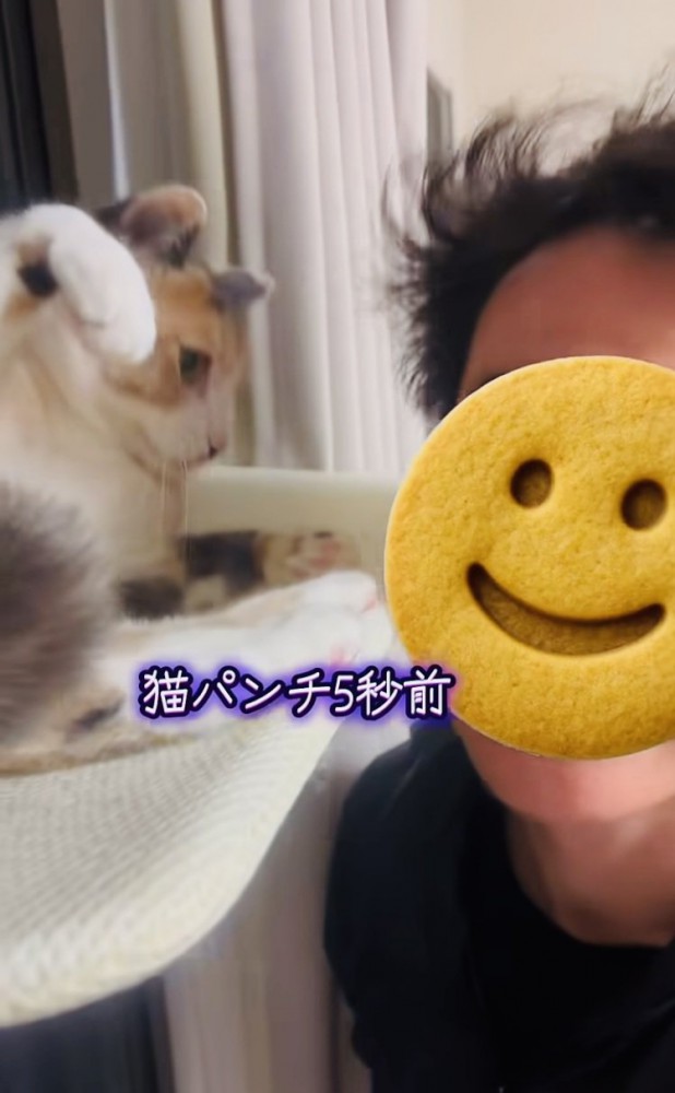 弟に向かって手を振り上げる三毛猫