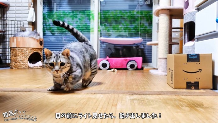 しっぽを立てる猫