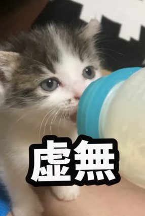 無表情でミルクを飲む子猫1
