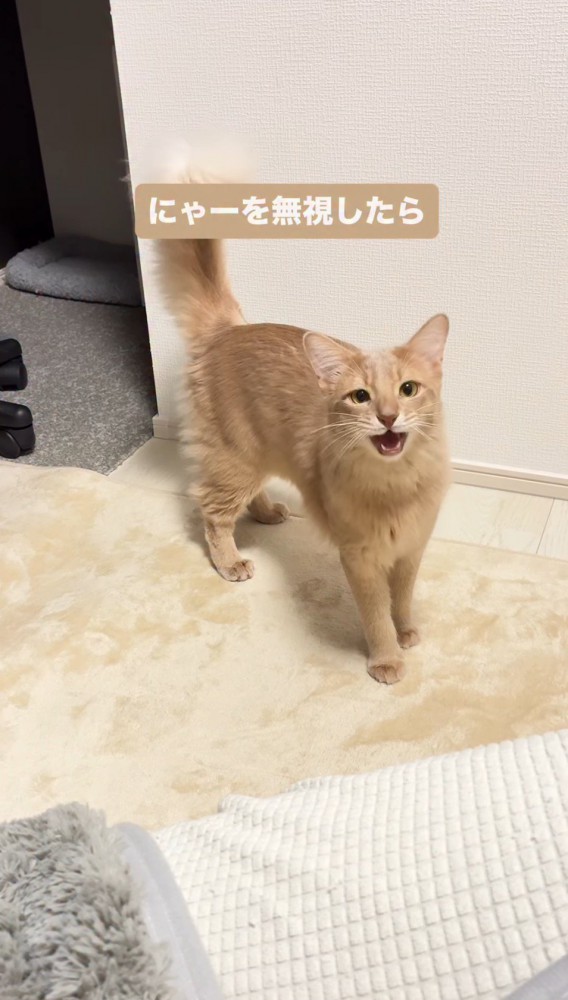 飼い主に向かって鳴き声をあげる猫