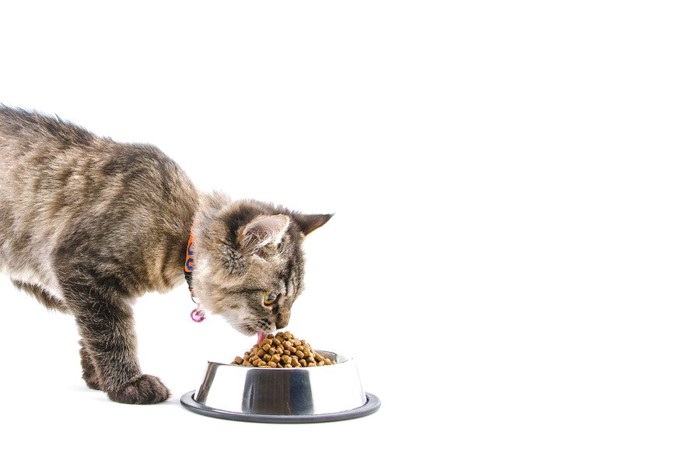 ご飯を食べる子猫