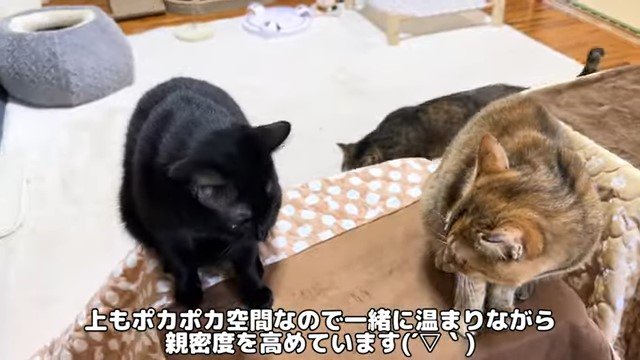 猫用こたつの上の2匹の猫