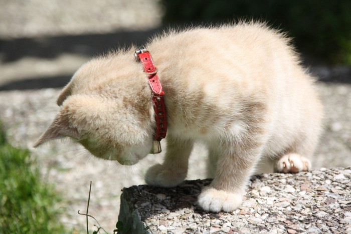 首輪をつけて外に出ている飼い猫