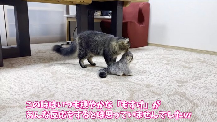 嗅ぐ猫