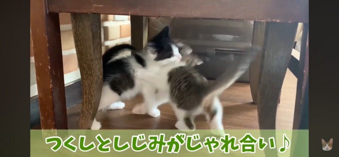 じゃれ合い