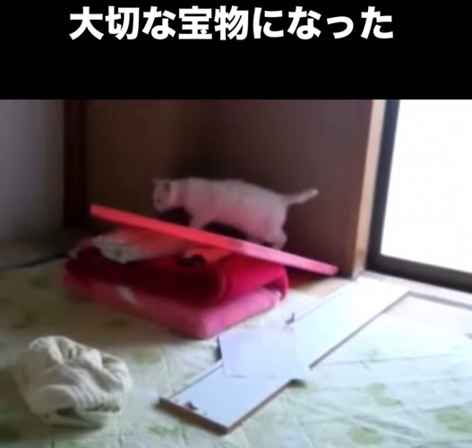 部屋を歩く猫