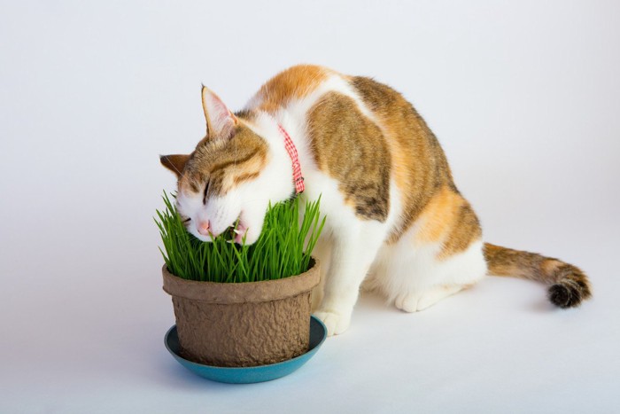 猫草を食べる首輪をつけた猫