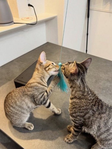 おもちゃで遊ぶ猫2匹