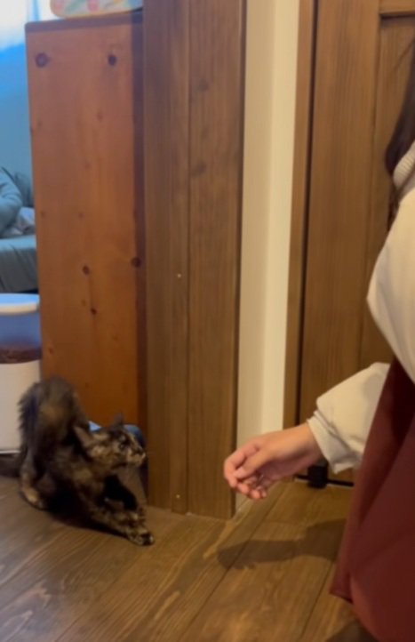 緊張してしっぽがふくらんでいる猫と手をさしだす女性