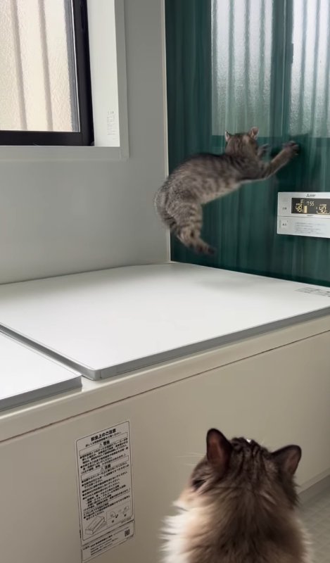 ジャンプしながら両前足で壁に触る子猫
