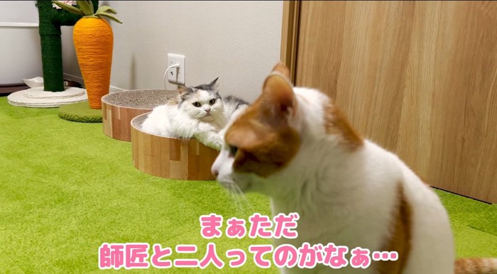 2匹の猫