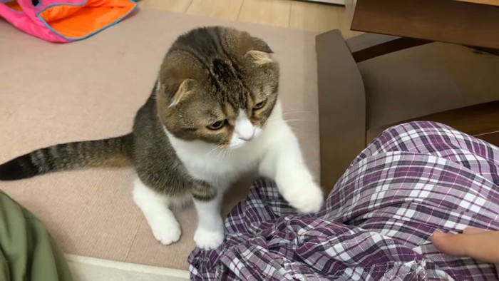 座ってチェックのシャツを見る猫