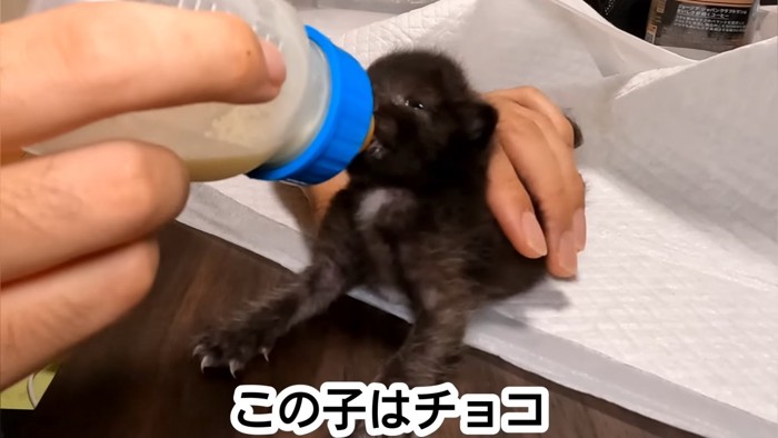 ミルクを飲む黒い子猫