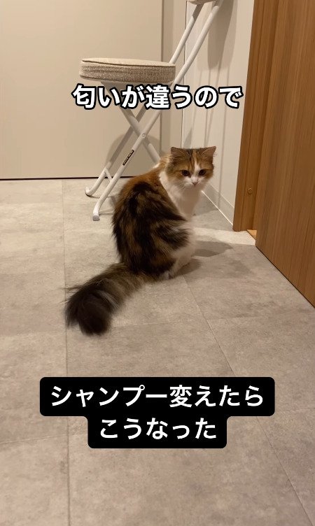 遠い位置からカメラをみる猫