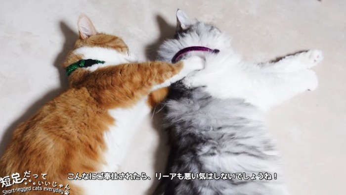 寝転んでいる2匹の猫