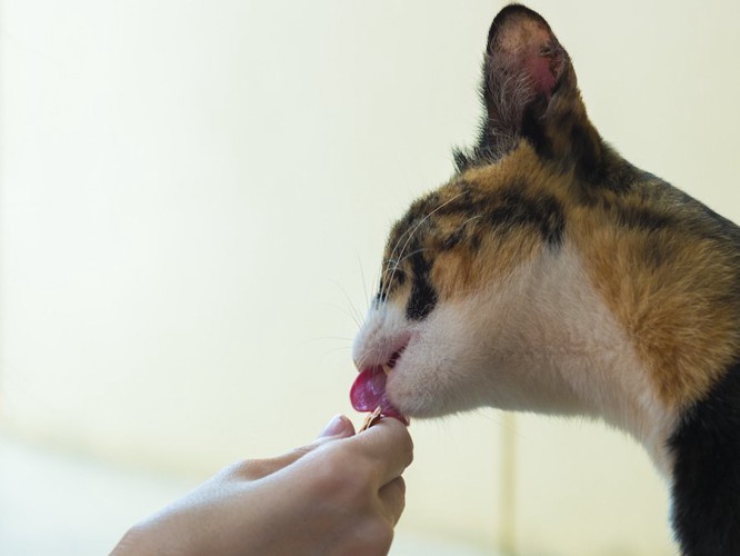 飼い主の手からおやつを食べる猫