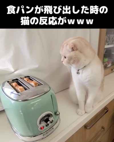 食パンを見る猫