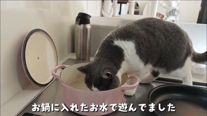 キッチンの上にいる猫