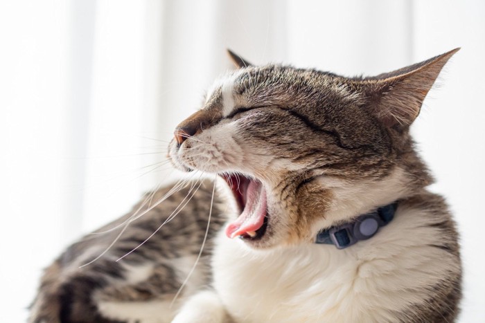 あくびをする猫