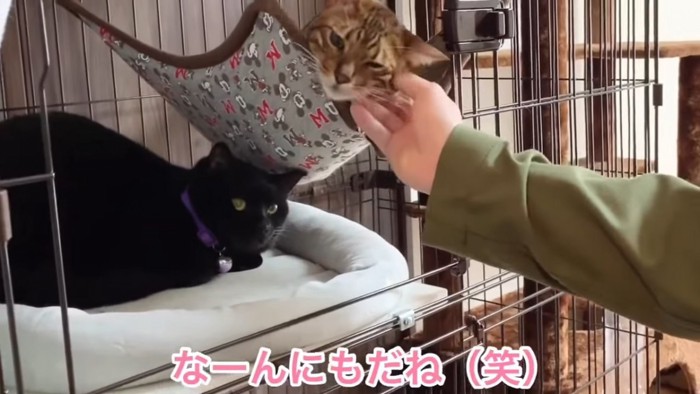 ケージの中の2匹の猫